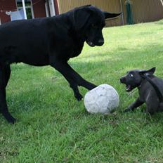 Labrador retriever Cassiopeia
