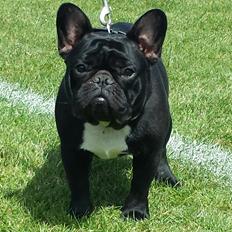 Fransk bulldog Bullystyle's Runway Zensei