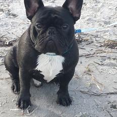 Fransk bulldog Bullystyle's Runway Zensei