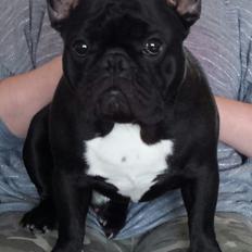 Fransk bulldog Bullystyle's Runway Zensei