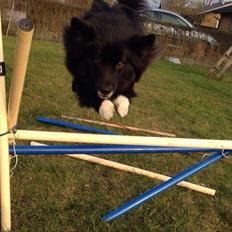 Islandsk fårehund Victor 