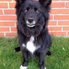 Islandsk fårehund Victor 