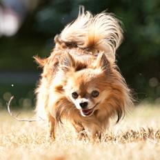 Chihuahua Armani