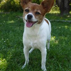 Blanding af racer Poe