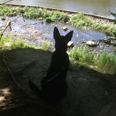 Schæferhund Aslan