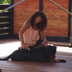 Rottweiler Vom Hause Desteny Kitta