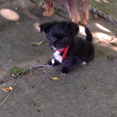 Blanding af racer Lady