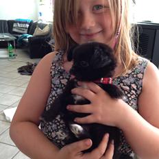 Blanding af racer Lady