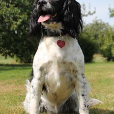 Engelsk springer spaniel Puk