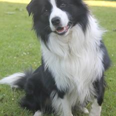 Border collie Ziyan