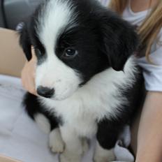 Border collie Ziyan