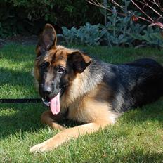 Schæferhund Team Paka's Rasta