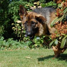 Schæferhund Team Paka's Rasta