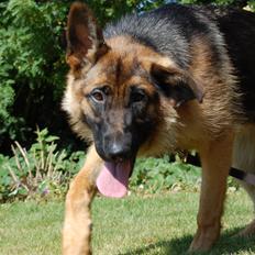 Schæferhund Team Paka's Rasta