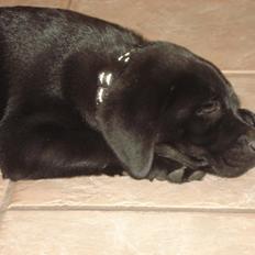 Labrador retriever Ricko