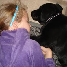 Labrador retriever Ricko