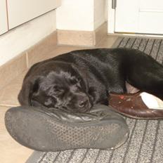 Labrador retriever Ricko