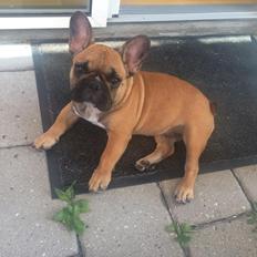 Fransk bulldog Marley
