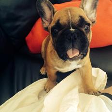 Fransk bulldog Marley