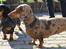 Gravhund Teckels Rusia