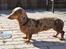 Gravhund Teckels Rusia