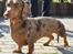 Gravhund Teckels Rusia