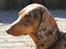 Gravhund Teckels Rusia