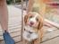 Nova scotia duck tolling retriever Arthur - Smiiiiil ;)
