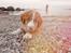 Nova scotia duck tolling retriever Arthur
