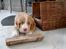 Nova scotia duck tolling retriever Arthur