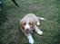 Nova scotia duck tolling retriever Arthur