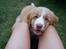 Nova scotia duck tolling retriever Arthur