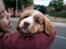 Nova scotia duck tolling retriever Arthur