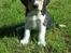 Blanding af racer Eddie - Eddie ca. 7 uger (Inden afhentning)
