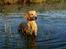 Labrador retriever Kalli - kennel midtlab Dakota