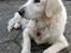 Blanding af racer Misty *R.I.P* <3 - Året, hvor du blev syg :'( 2014