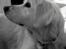 Blanding af racer Misty *R.I.P* <3 - Velkommen til Misty's profil :) Sov sødt pøttepigen <3 <3