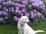Blanding af racer Misty *R.I.P* <3 - Hos morfar :)