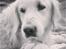 Blanding af racer Misty *R.I.P* <3 - Billedet her betyder mere end noget andet <3 Det blev taget blot 20 minutter inden du forlod os <3 Man kan virkelig se her at du er træt og udmattet og ikke kan mere, du fik fred <3