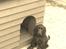 Cocker spaniel Daisy