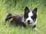 Border collie Zoey 14/3 -5/3 2023