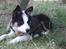 Border collie Zoey 14/3 -5/3 2023