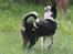 Border collie Zoey 14/3 -5/3 2023