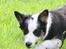 Border collie Zoey 14/3 -5/3 2023