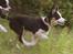 Border collie Zoey 14/3 -5/3 2023