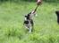 Border collie Zoey 14/3 -5/3 2023