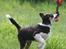 Border collie Zoey 14/3 -5/3 2023