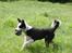 Border collie Zoey 14/3 -5/3 2023