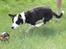 Border collie Zoey 14/3 -5/3 2023