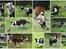 Border collie Zoey 14/3 -5/3 2023